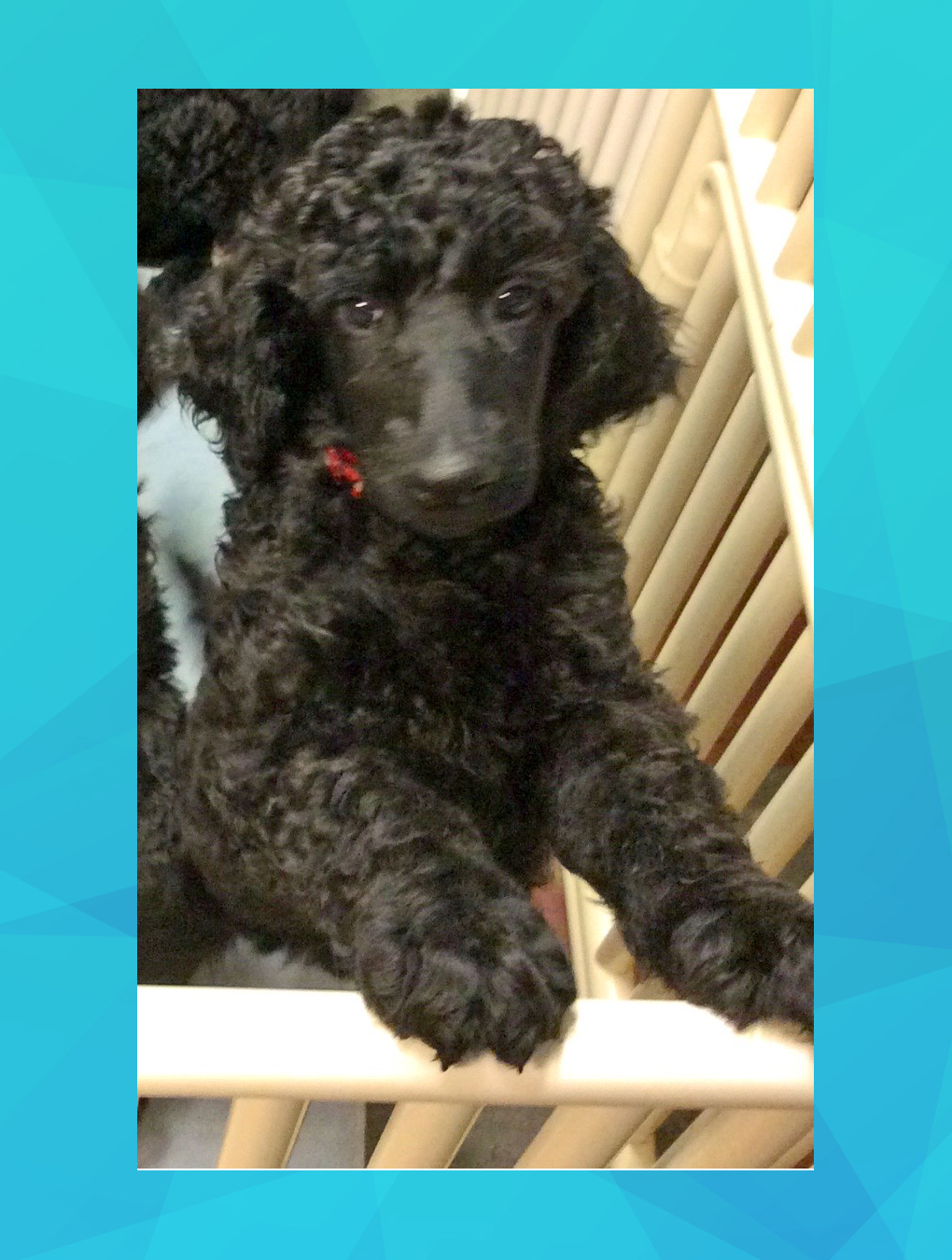 Standard Poodle Puppy