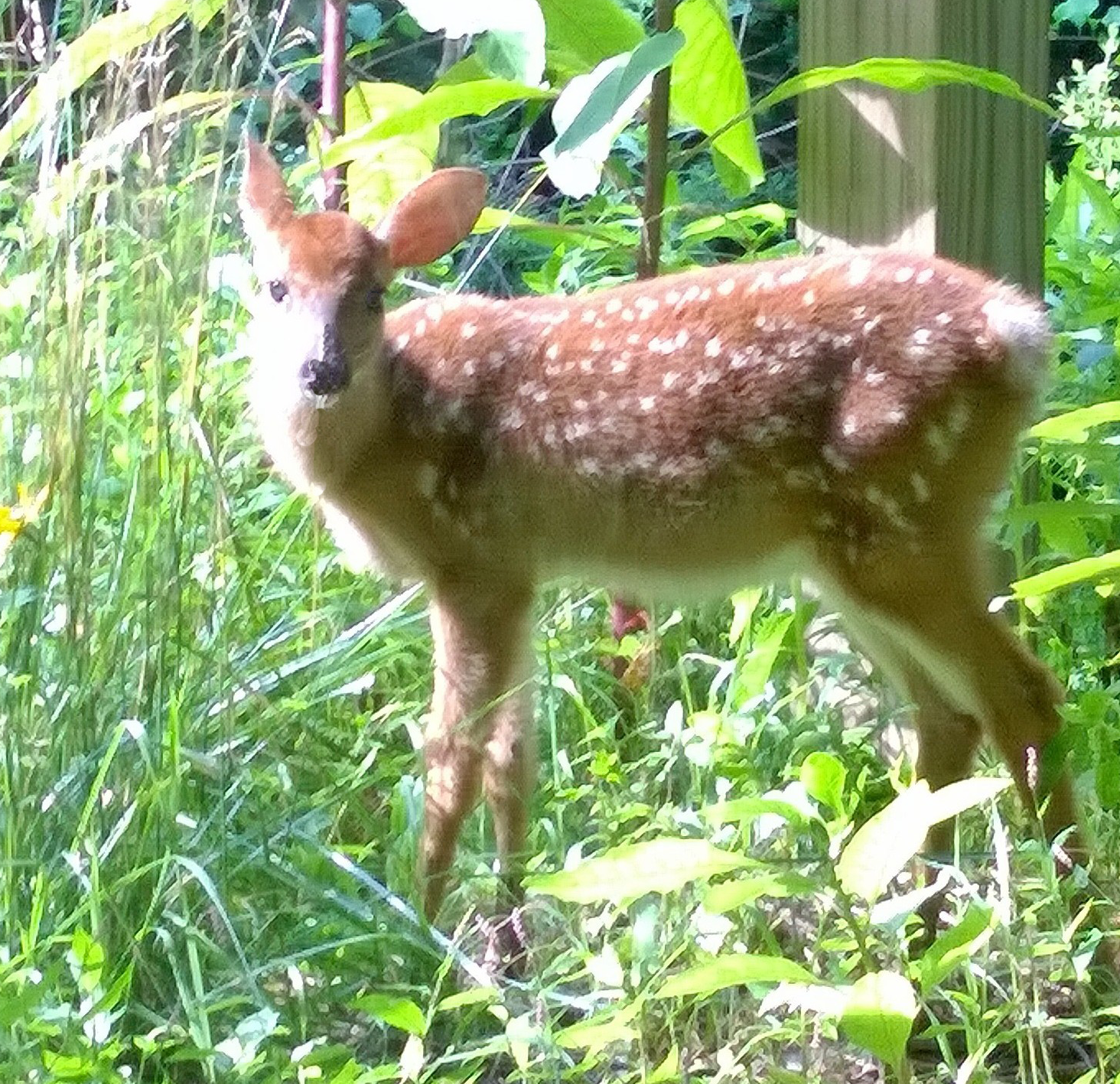 sleeping newborn fawn