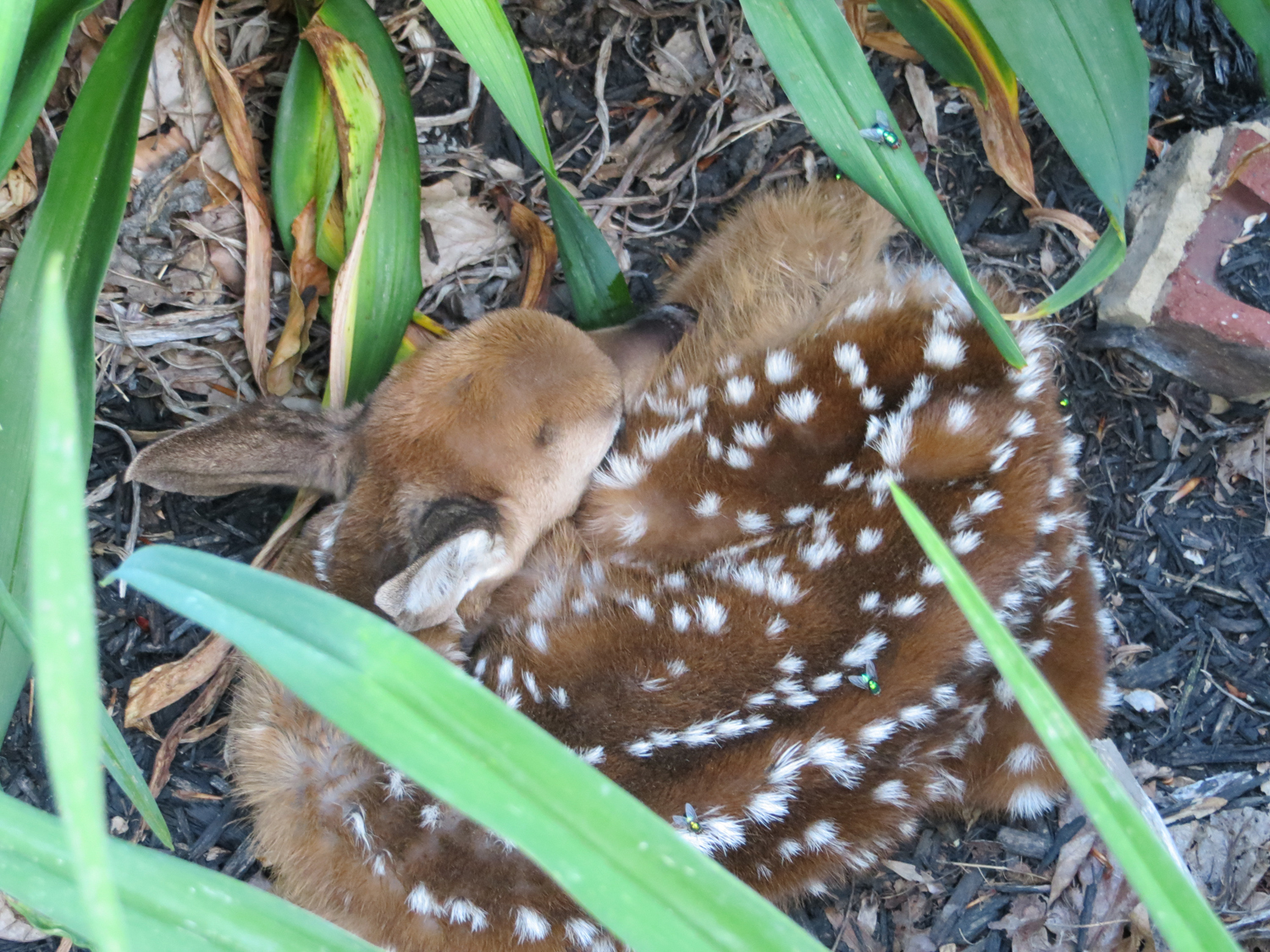 sleeping newborn fawn
